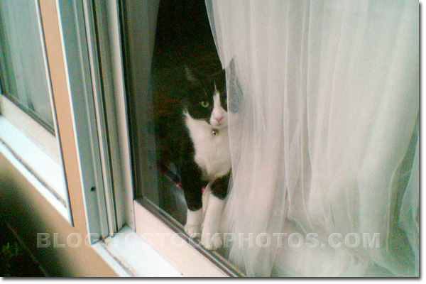 Cat at Window