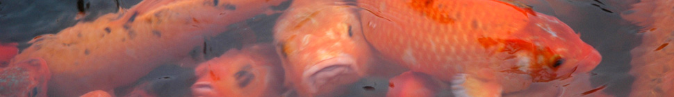 blog.tcstockphotos.com random header image